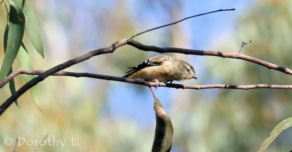 Spotted Pardalote (Pardalotus punctatus)