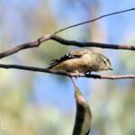 Spotted Pardalote (Pardalotus punctatus)