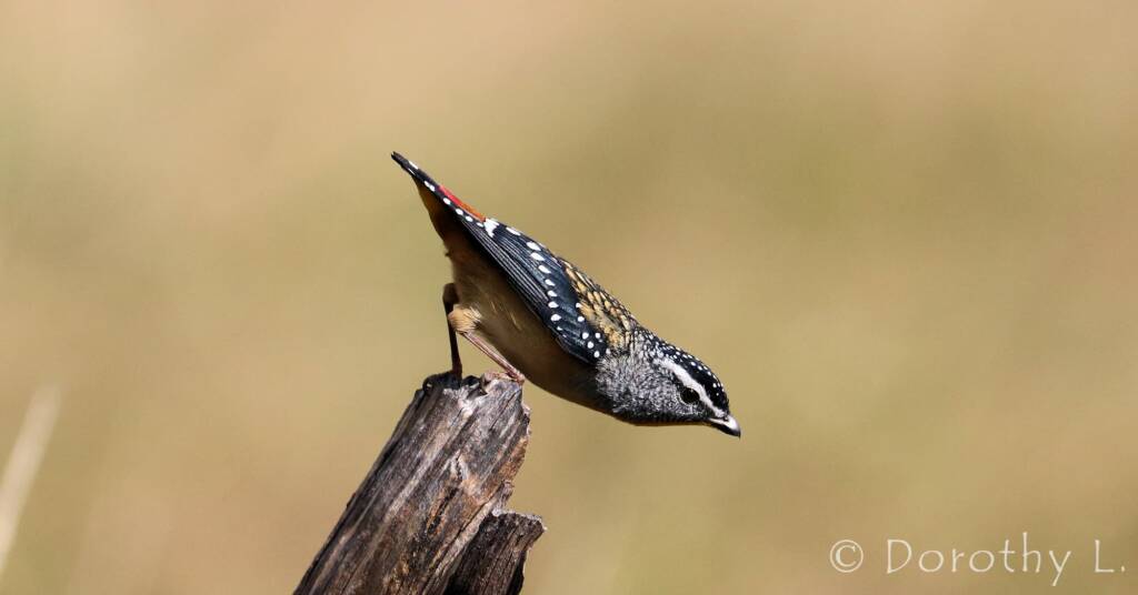 Spotted Pardalote (Pardalotus punctatus)