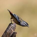 Spotted Pardalote (Pardalotus punctatus)