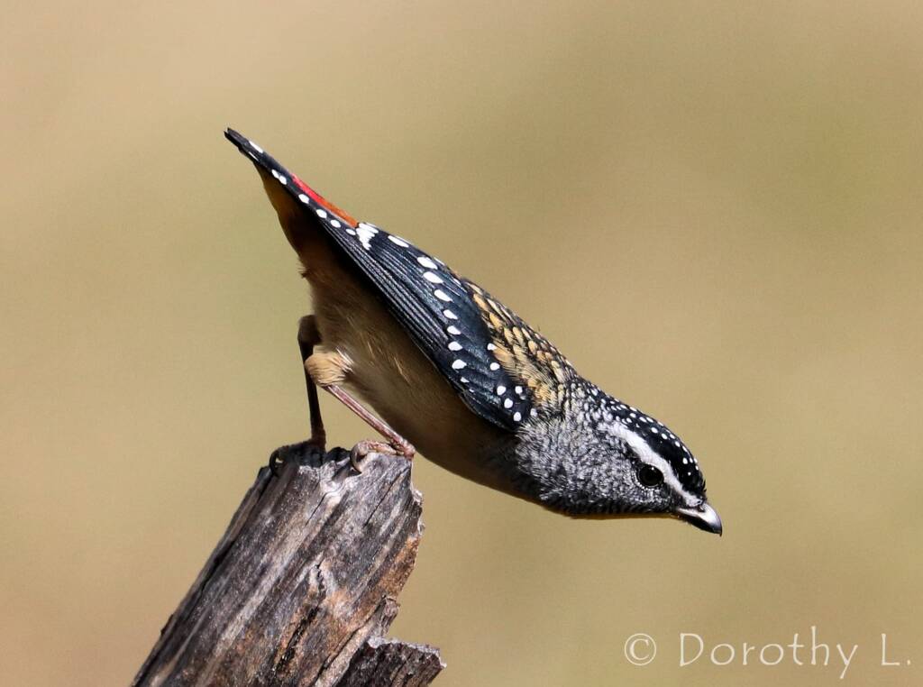 Spotted Pardalote (Pardalotus punctatus)