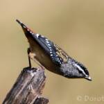 Spotted Pardalote (Pardalotus punctatus)