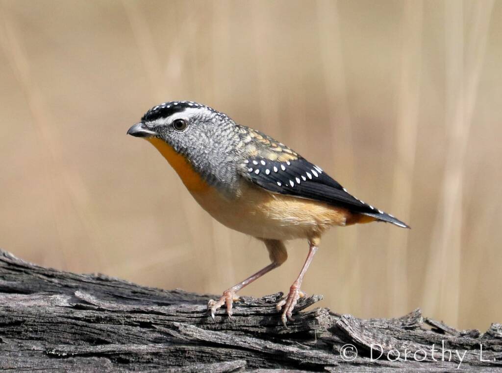 Spotted Pardalote (Pardalotus punctatus)