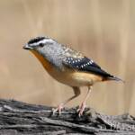 Spotted Pardalote (Pardalotus punctatus)