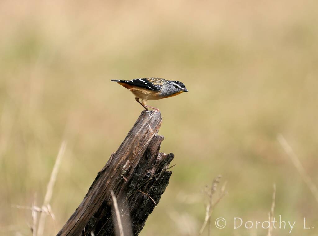 Spotted Pardalote (Pardalotus punctatus)
