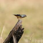 Spotted Pardalote (Pardalotus punctatus)