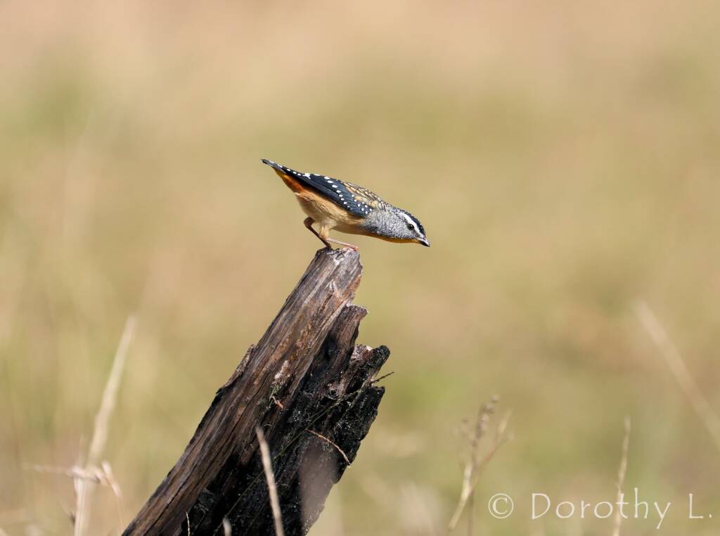 Spotted Pardalote (Pardalotus punctatus)