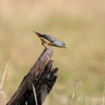 Spotted Pardalote (Pardalotus punctatus)