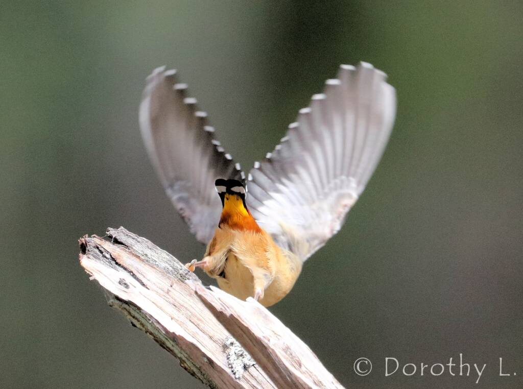 Spotted Pardalote (Pardalotus punctatus)