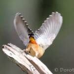 Spotted Pardalote (Pardalotus punctatus)