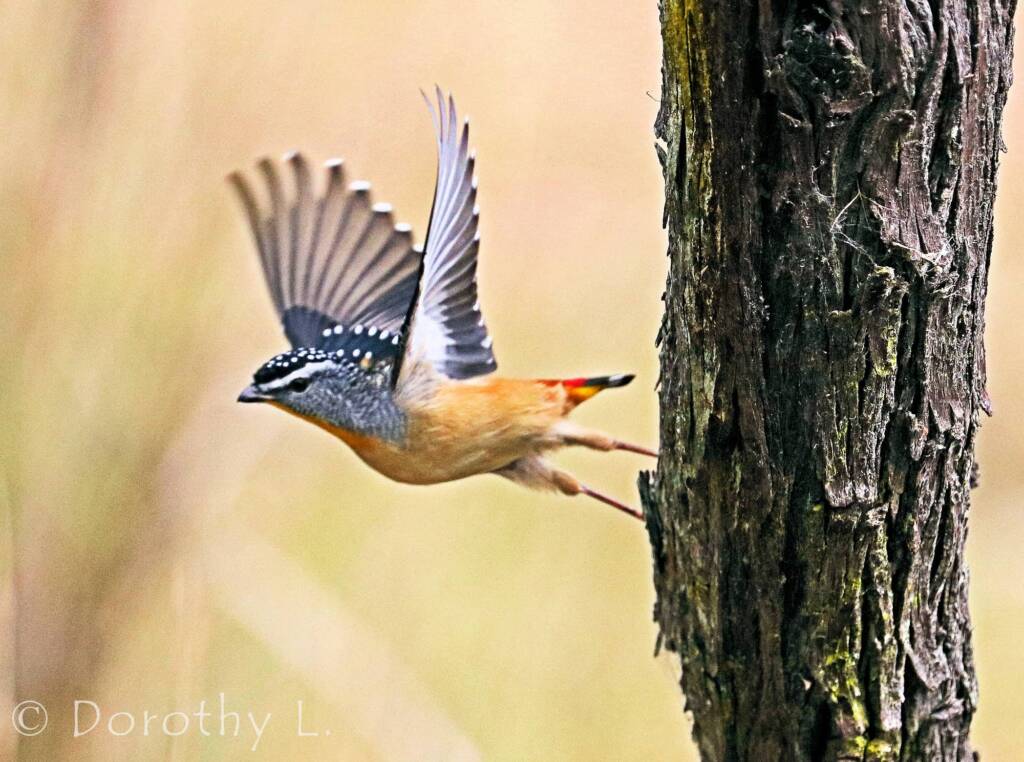 Spotted Pardalote (Pardalotus punctatus)