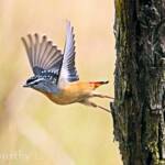 Spotted Pardalote (Pardalotus punctatus)