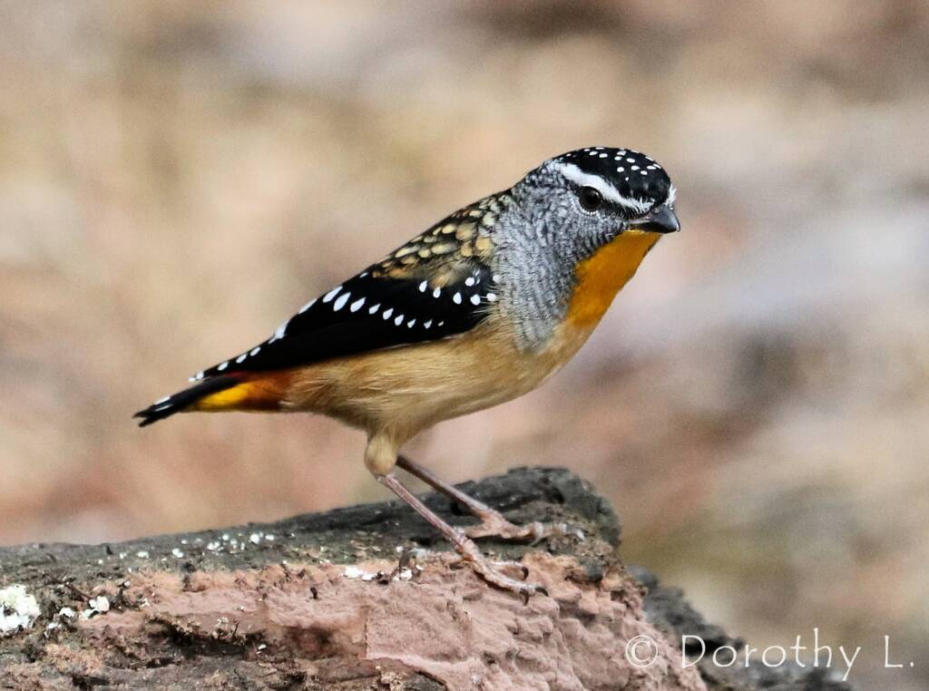 Spotted Pardalote (Pardalotus punctatus)