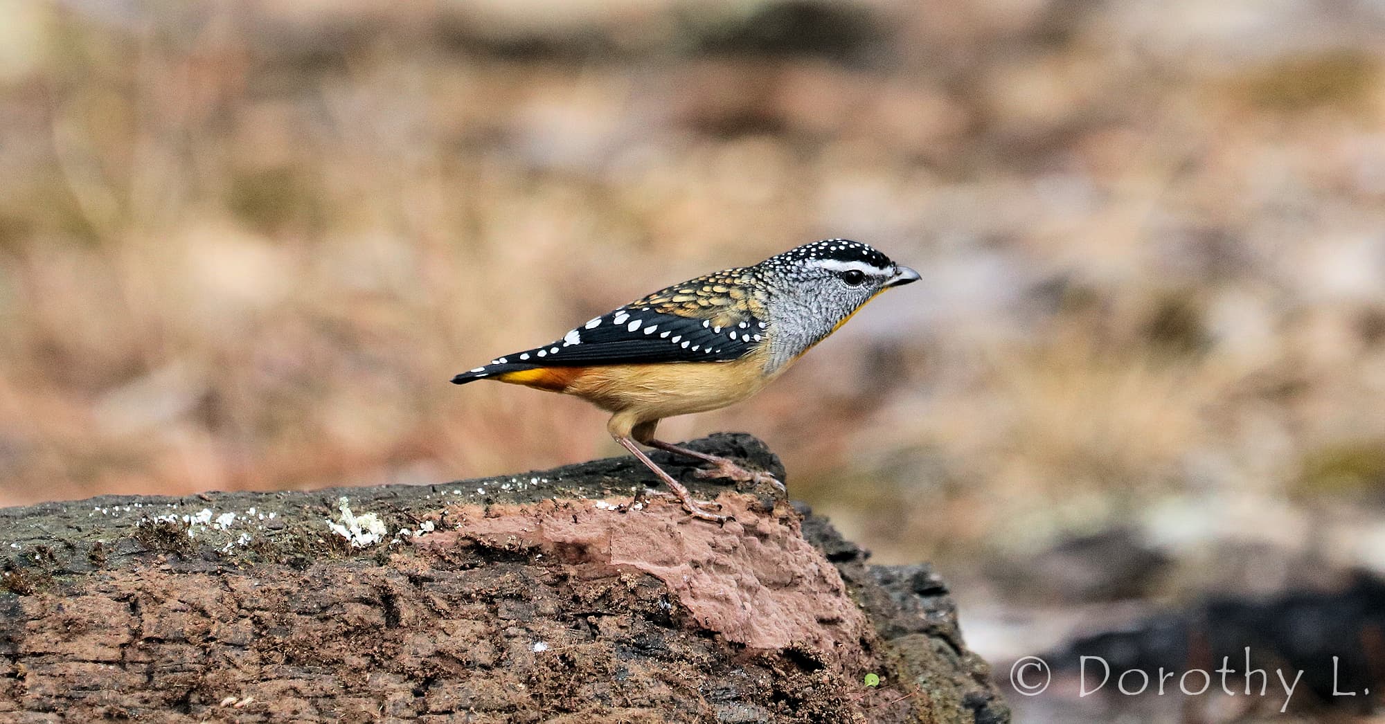 Spotted Pardalote (Pardalotus punctatus)