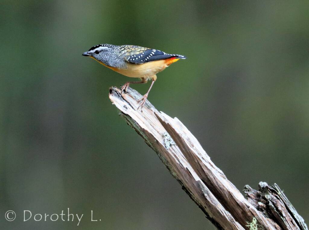 Spotted Pardalote (Pardalotus punctatus)
