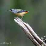 Spotted Pardalote (Pardalotus punctatus)