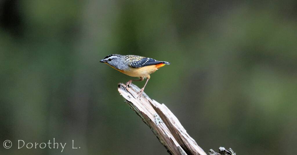 Spotted Pardalote (Pardalotus punctatus)