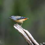 Spotted Pardalote (Pardalotus punctatus)