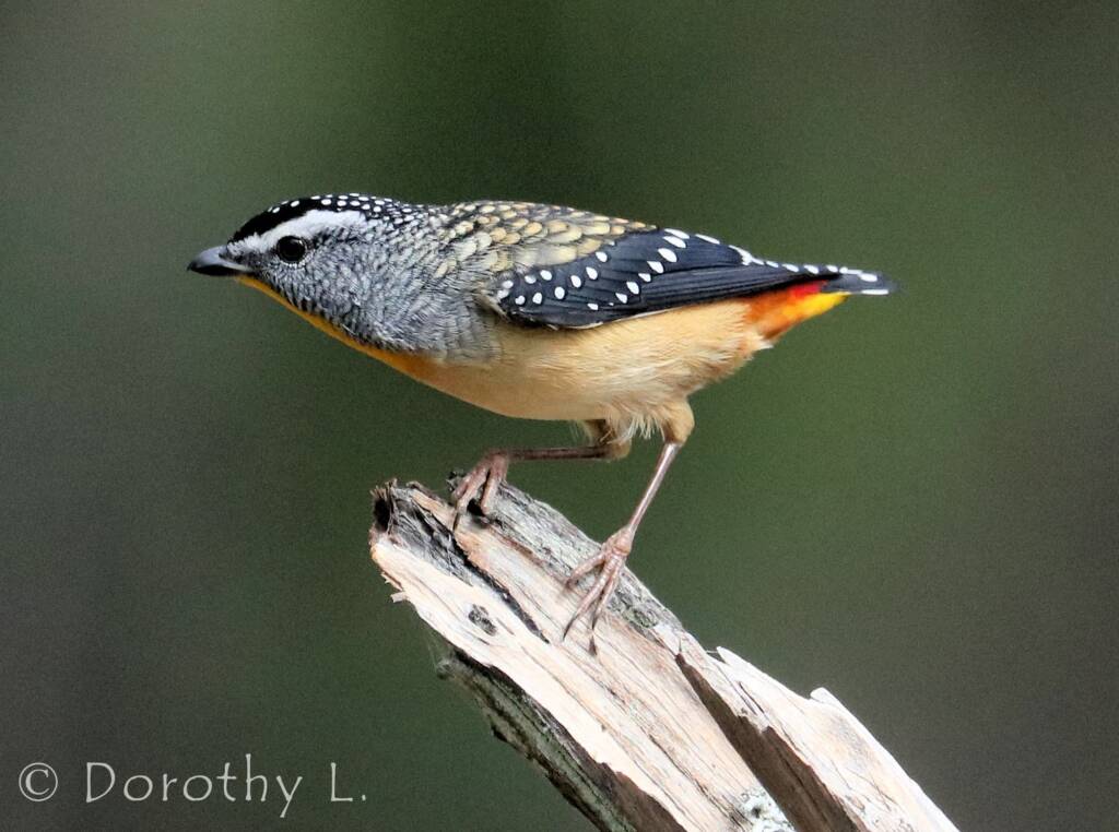 Spotted Pardalote (Pardalotus punctatus)