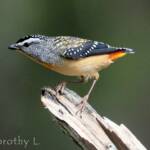 Spotted Pardalote (Pardalotus punctatus)