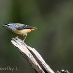Spotted Pardalote (Pardalotus punctatus)