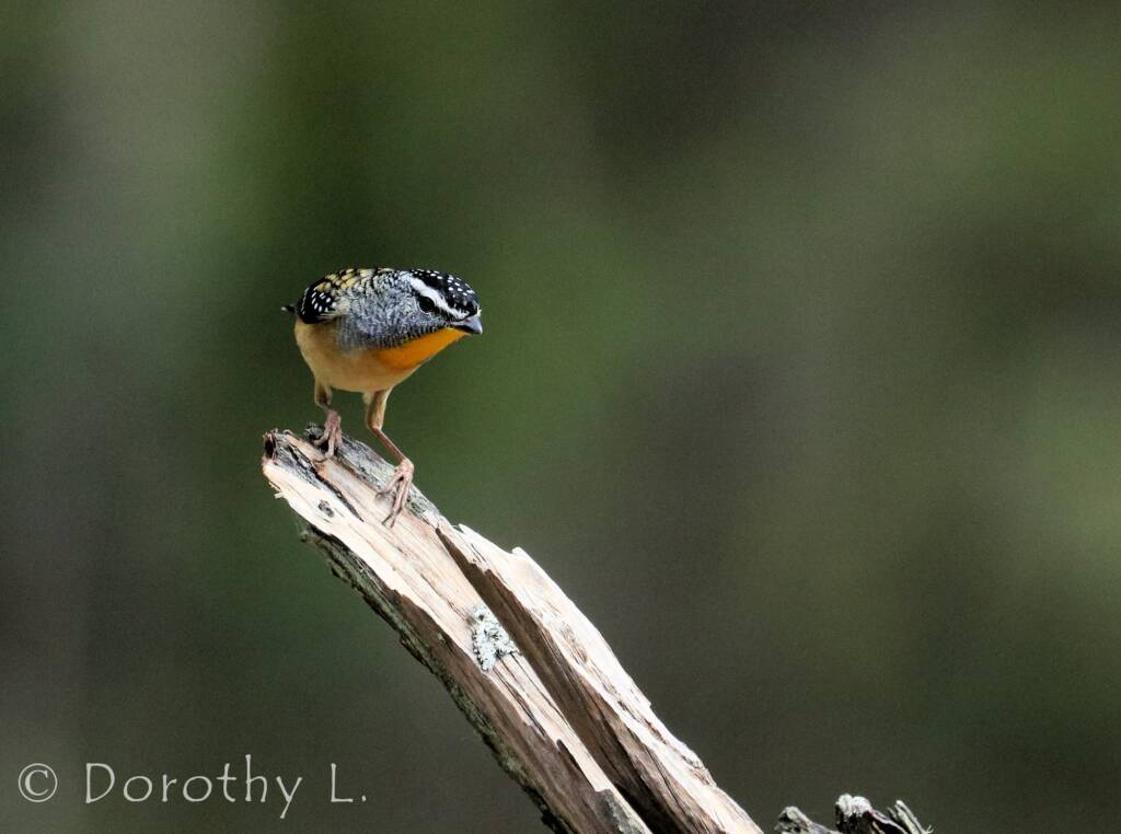 Spotted Pardalote (Pardalotus punctatus)