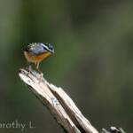 Spotted Pardalote (Pardalotus punctatus)