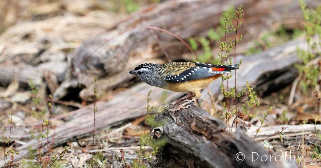 Spotted Pardalote (Pardalotus punctatus)