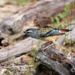 Spotted Pardalote (Pardalotus punctatus)