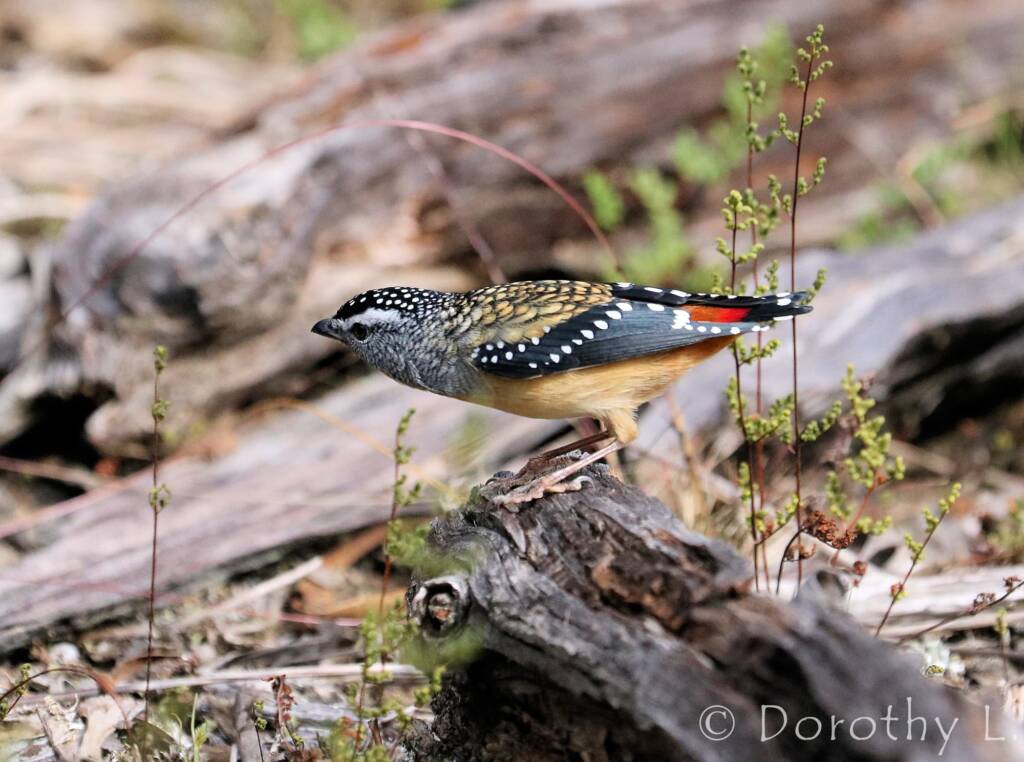 Spotted Pardalote (Pardalotus punctatus)
