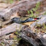 Spotted Pardalote (Pardalotus punctatus)