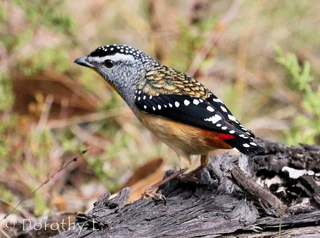Spotted Pardalote (Pardalotus punctatus)
