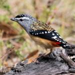 Spotted Pardalote (Pardalotus punctatus)