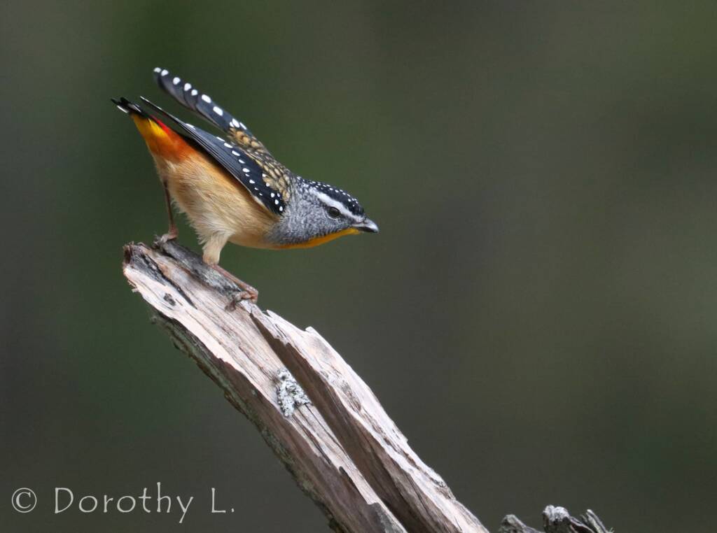 Spotted Pardalote (Pardalotus punctatus)