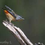 Spotted Pardalote (Pardalotus punctatus)
