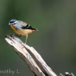 Spotted Pardalote (Pardalotus punctatus)