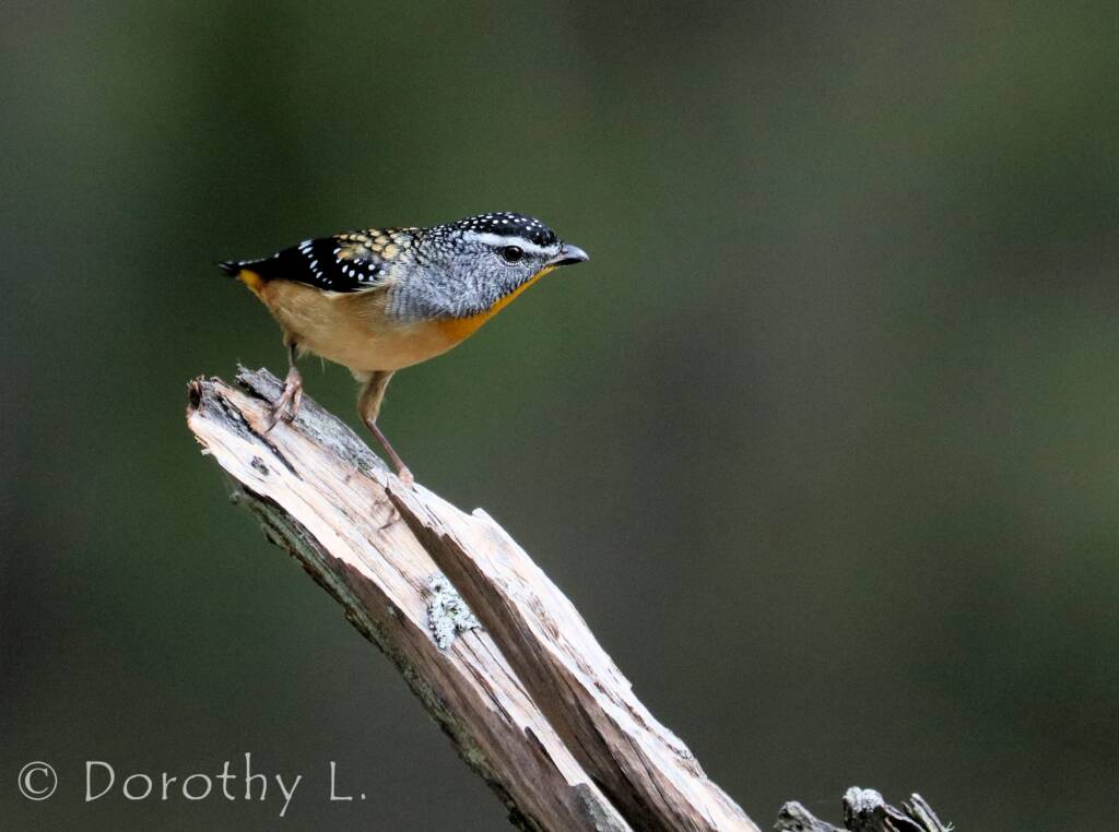 Spotted Pardalote (Pardalotus punctatus)