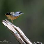 Spotted Pardalote (Pardalotus punctatus)