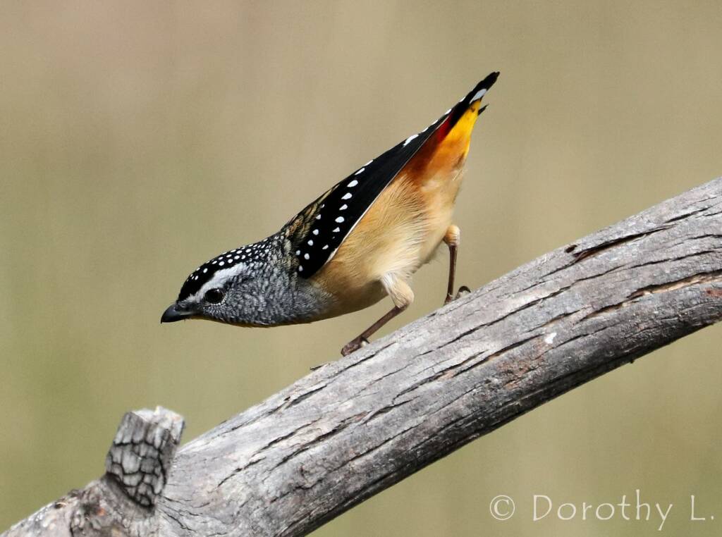 Spotted Pardalote (Pardalotus punctatus)