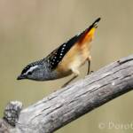 Spotted Pardalote (Pardalotus punctatus)