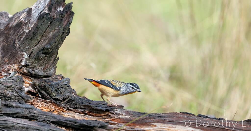 Spotted Pardalote (Pardalotus punctatus)