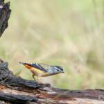 Spotted Pardalote (Pardalotus punctatus)
