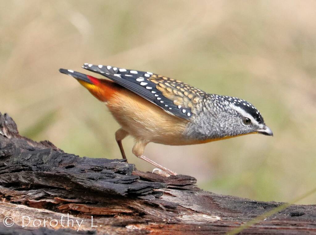 Spotted Pardalote (Pardalotus punctatus)