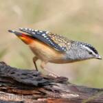 Spotted Pardalote (Pardalotus punctatus)