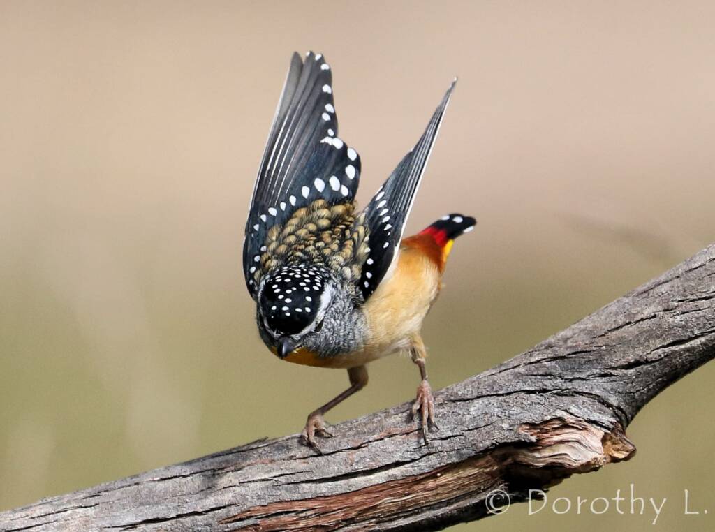 Spotted Pardalote (Pardalotus punctatus)