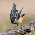 Spotted Pardalote (Pardalotus punctatus)