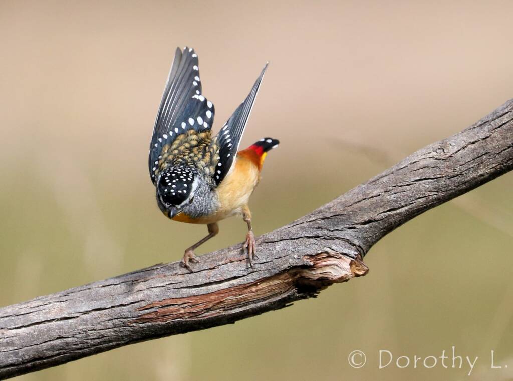 Spotted Pardalote (Pardalotus punctatus)