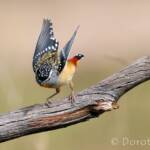 Spotted Pardalote (Pardalotus punctatus)