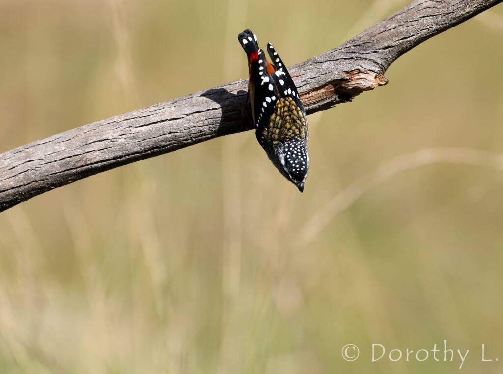 Spotted Pardalote (Pardalotus punctatus)