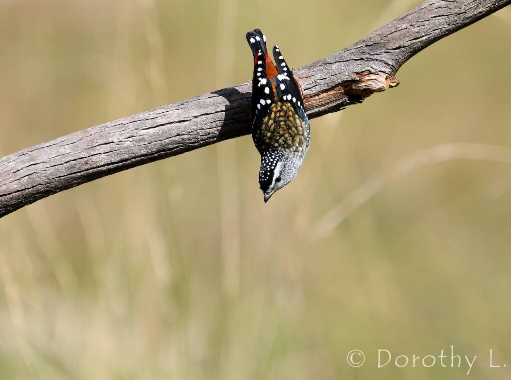 Spotted Pardalote (Pardalotus punctatus)